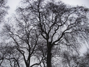 WinterTrees